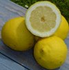 Juicy lemons